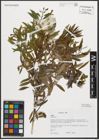 Foto von Salix triandra L.